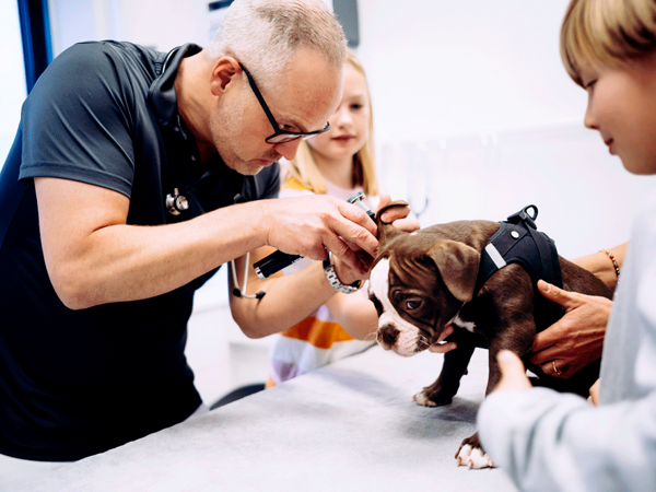 Dyrlæge Simon Mogensen fra Roskilde Dyrlægehus laver sundhedsundersøgelse på hund. Her kigger han ind i øret