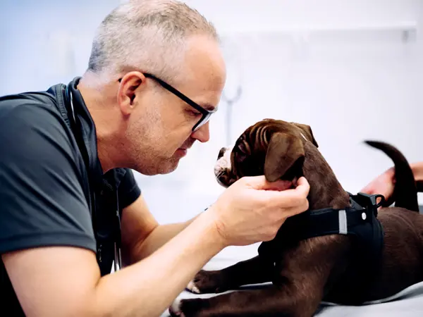 Ejer Simon Mogensen i Roskilde Dyrlægehus med hund i konsultationen på Midtsjælland