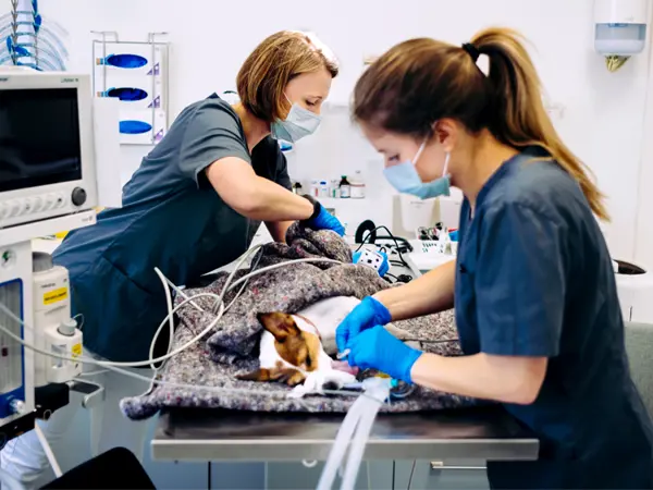 Dyrlæge og veterinærsygeplejersker gør klar til neutralisation af hund hos Roskilde Dyrlægehus