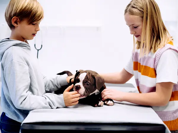 Pige og dreng med deres hund i konsultationen hos Roskilde Dyrlægehus